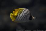 Threadfin butterflyfish