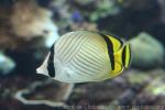 Vagabond butterflyfish