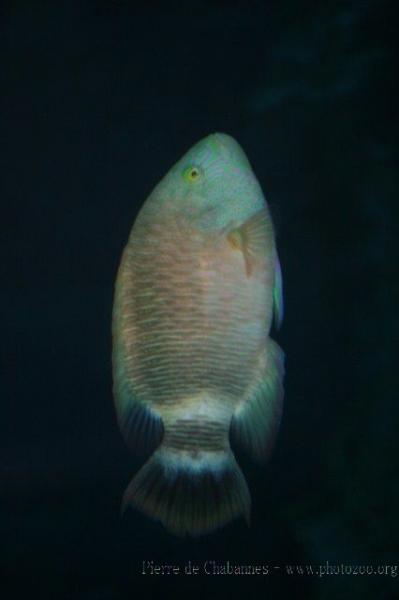 Tripletail wrasse