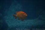 Garibaldi damselfish