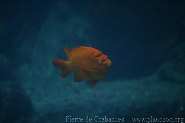 Garibaldi damselfish