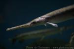 Longnose gar