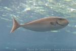 Humpnose unicornfish