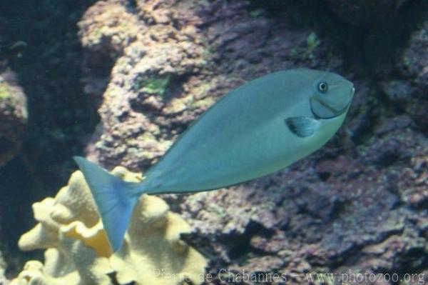 Sleek unicornfish