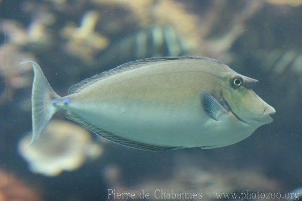 Bluespine unicornfish