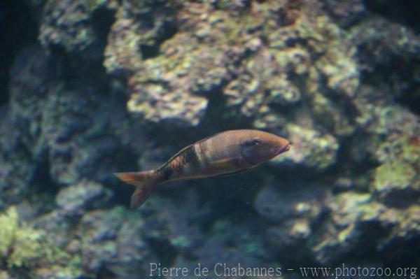 Manybar goatfish