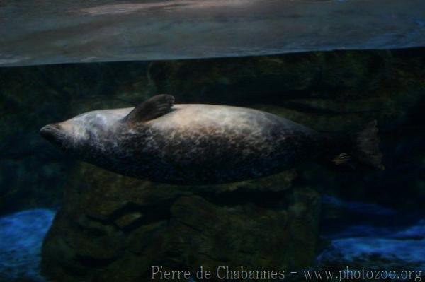 Harbor seal