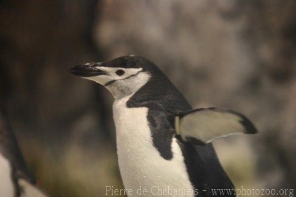 Chinstrap penguin