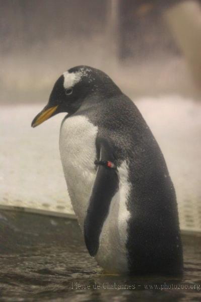 Gentoo penguin