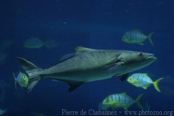 Cobia