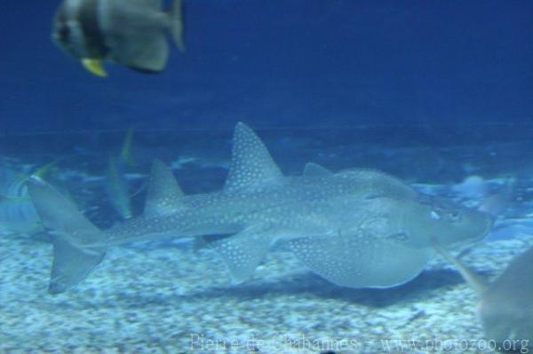 Bowmouth guitarfish