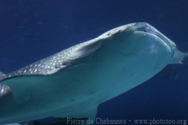 Whale shark