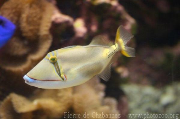 Blackbelly triggerfish