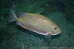 Yellowspotted spinefoot