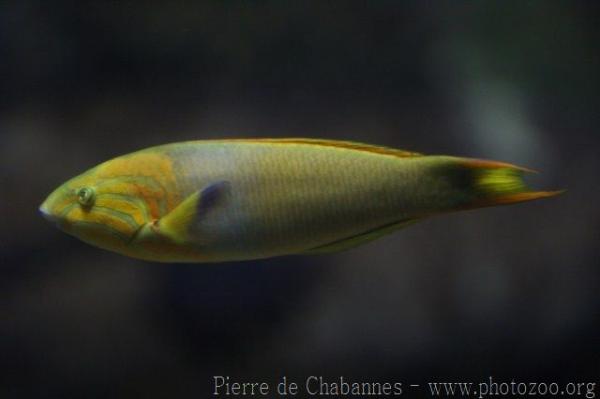 Yellow-brown wrasse