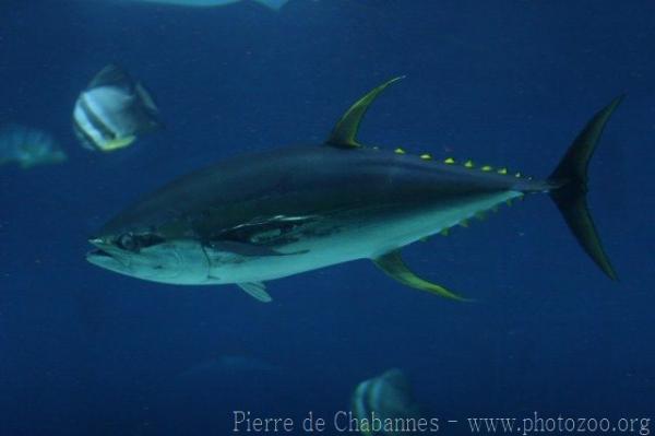 Yellowfin tuna