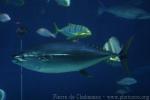 Yellowfin tuna