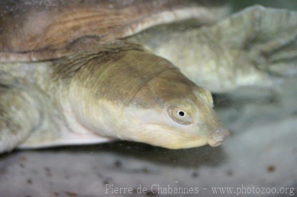 Chinese soft-shelled turtle