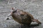 Ring-necked pheasant