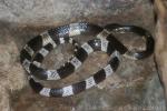 Malayan krait