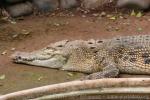 Saltwater crocodile