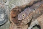 Tokay gecko