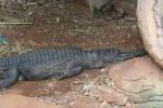 Malayan gharial