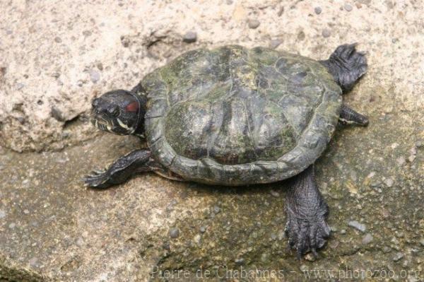 Red-eared slider