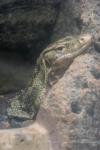 Common water monitor