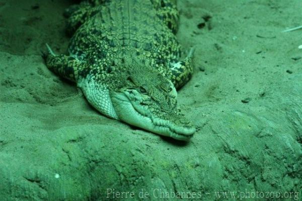 Saltwater crocodile