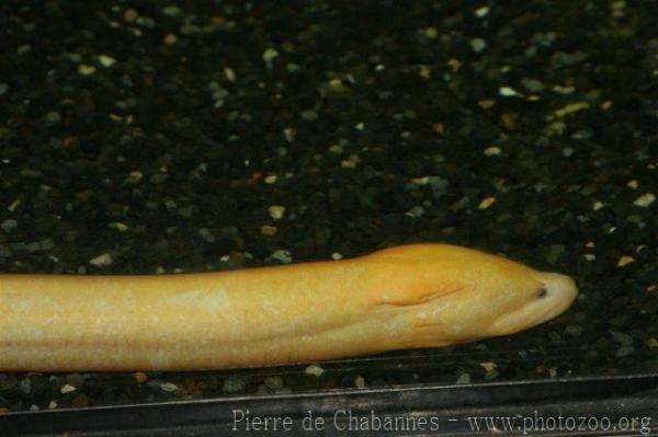 Asian swamp eel