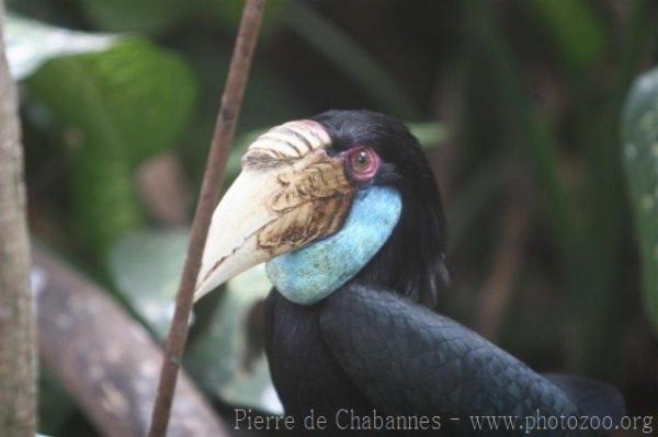 Wreathed hornbill