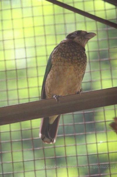 Black-eared catbird *