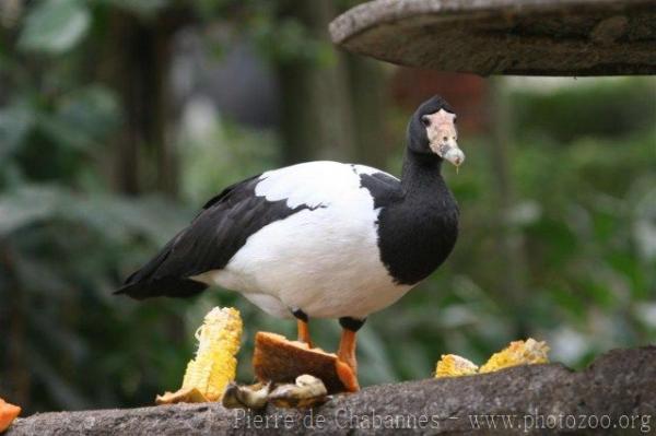 Magpie goose