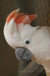 Salmon-crested cockatoo