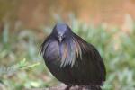 Nicobar pigeon