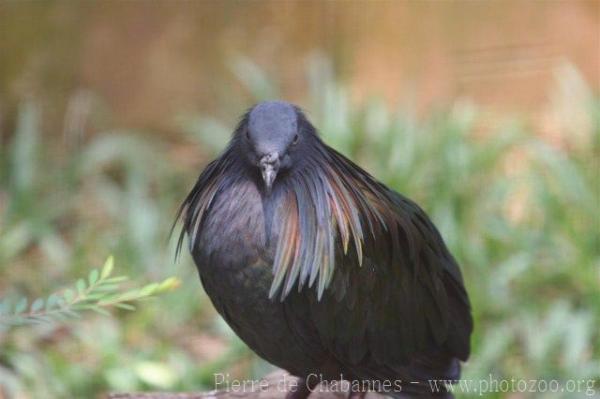 Nicobar pigeon