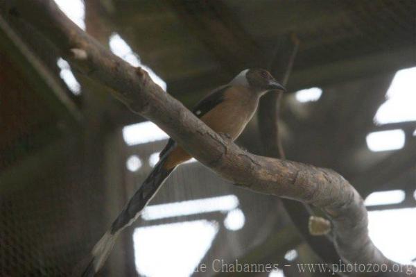 Sumatran treepie