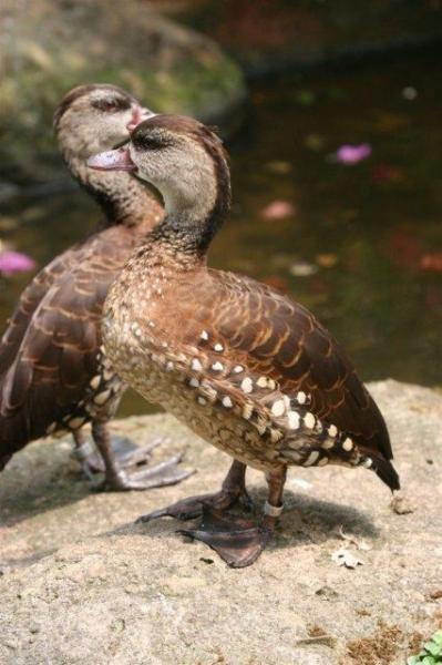 Spotted whistling-duck