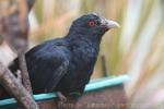 Western koel *