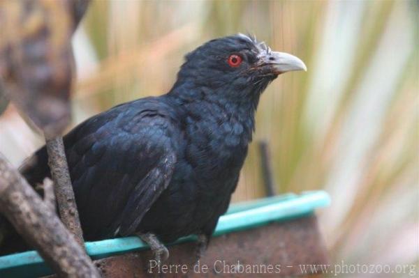 Western koel *