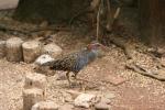 Buff-banded rail