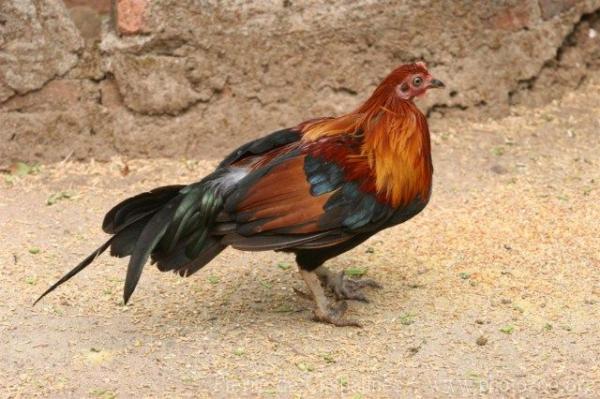 Red junglefowl