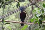 Victoria crowned-pigeon