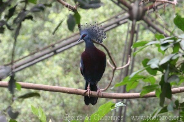 Victoria crowned-pigeon