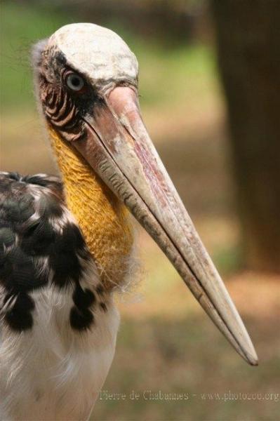 Lesser adjutant