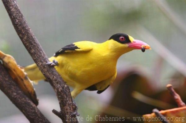 Black-naped oriole