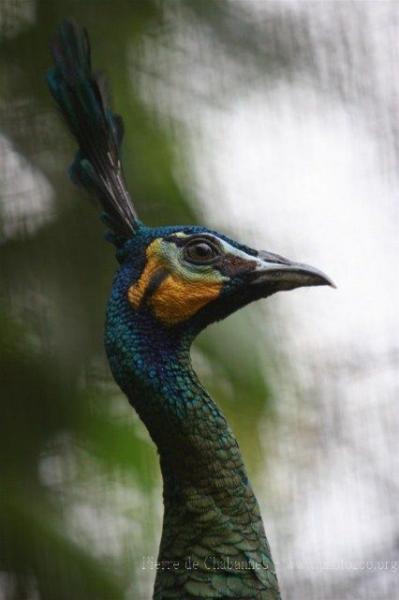 Green peafowl