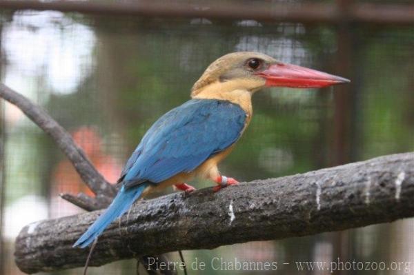 Stork-billed kingfisher