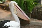 Australian pelican